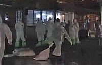 China begins poultry cull after H7N9 found in poultry and pigeons