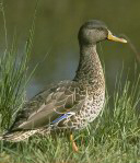 Norway finds mild avian influenza strain in wild duck