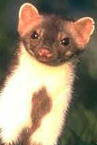 Avian influenza hits weasel-like animal