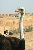 South Africa: H5N2 in Ostriches