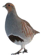 Newcastle Disease confirm in Scotland