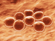 Multidrug-Resistant Staphylococcus aureus in US Meat and Poultry